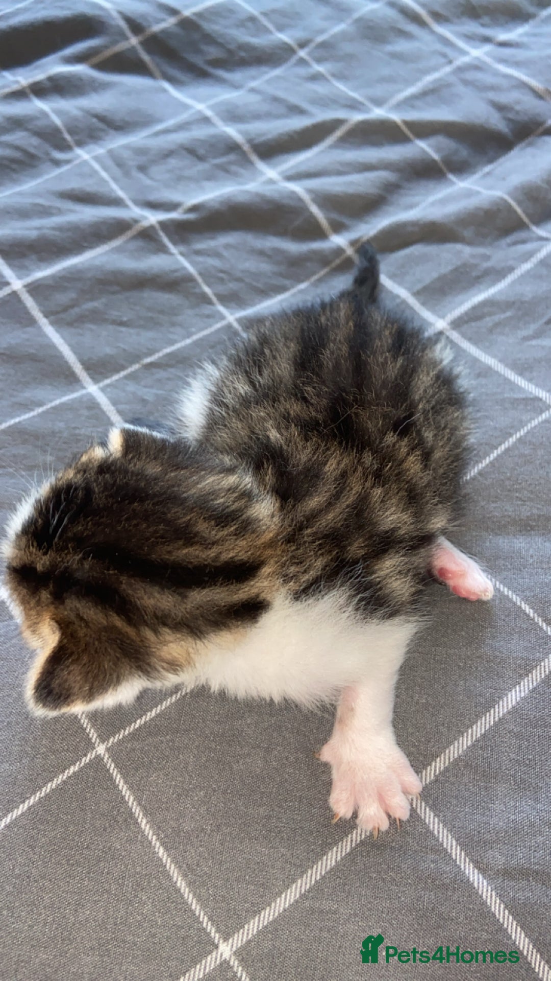 Mixed Breed cats for sale: 5 kittens  - Image 4