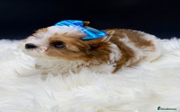 Yorkshire Terrier dogs for sale:  Ready to go Exotic Colourful Yorkshire Terriers - Advert 27