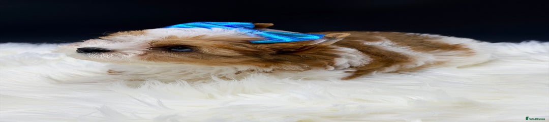 Redberry Diamond Girl 