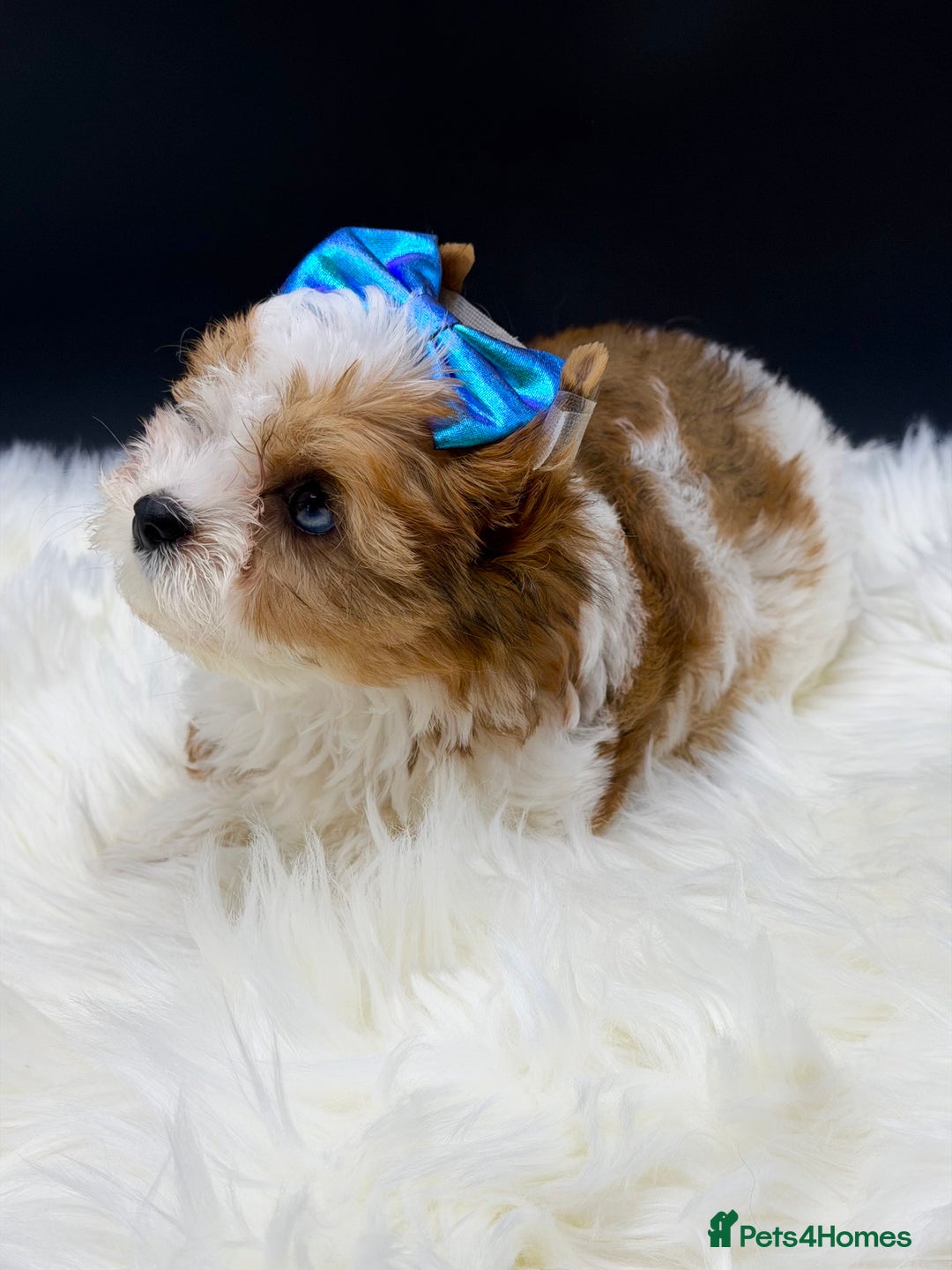 Yorkshire Terrier dogs for sale:  Ready to go Exotic Colourful Yorkshire Terriers - Advert 27