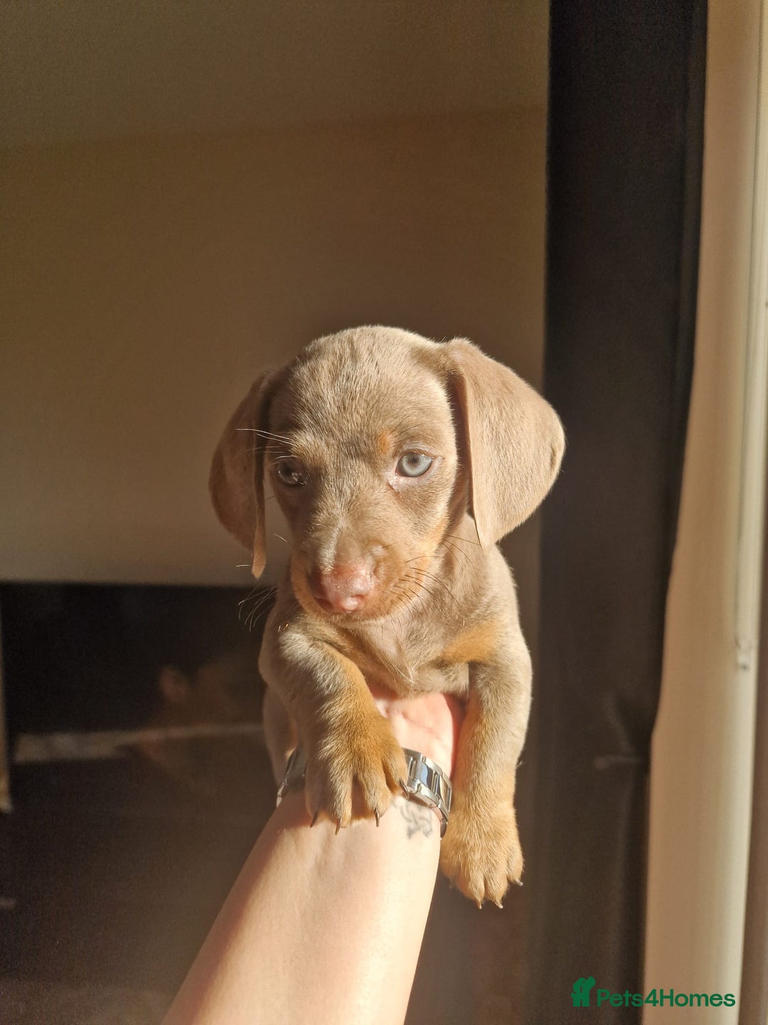 Dachshund dogs for sale: Dachshund puppies for sale - Advert 11