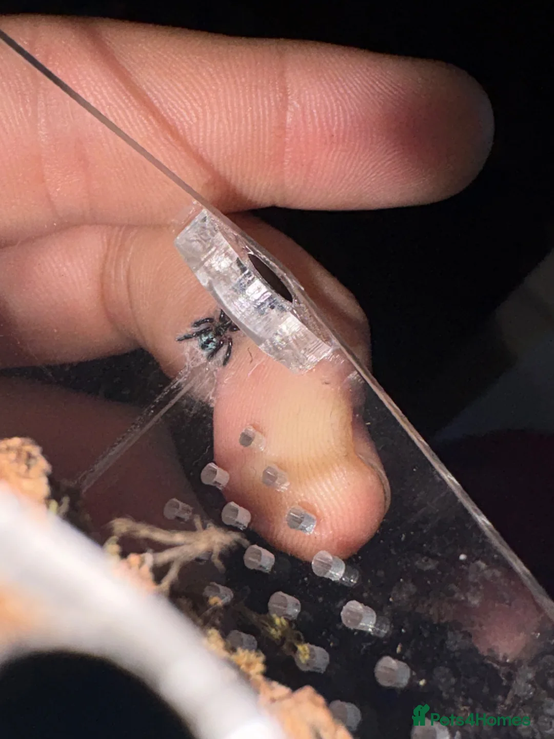 Tarantulas invertebrates for sale: Brazilian Jewel - Advert 1