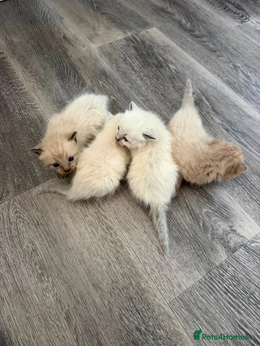 Mixed Breed cats for sale: Male kittens - Advert 2