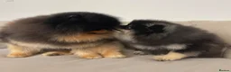 Pomeranian dogs for sale: 👑 Exclusive Rare Black & Tan Boy 👑 - Advert 12