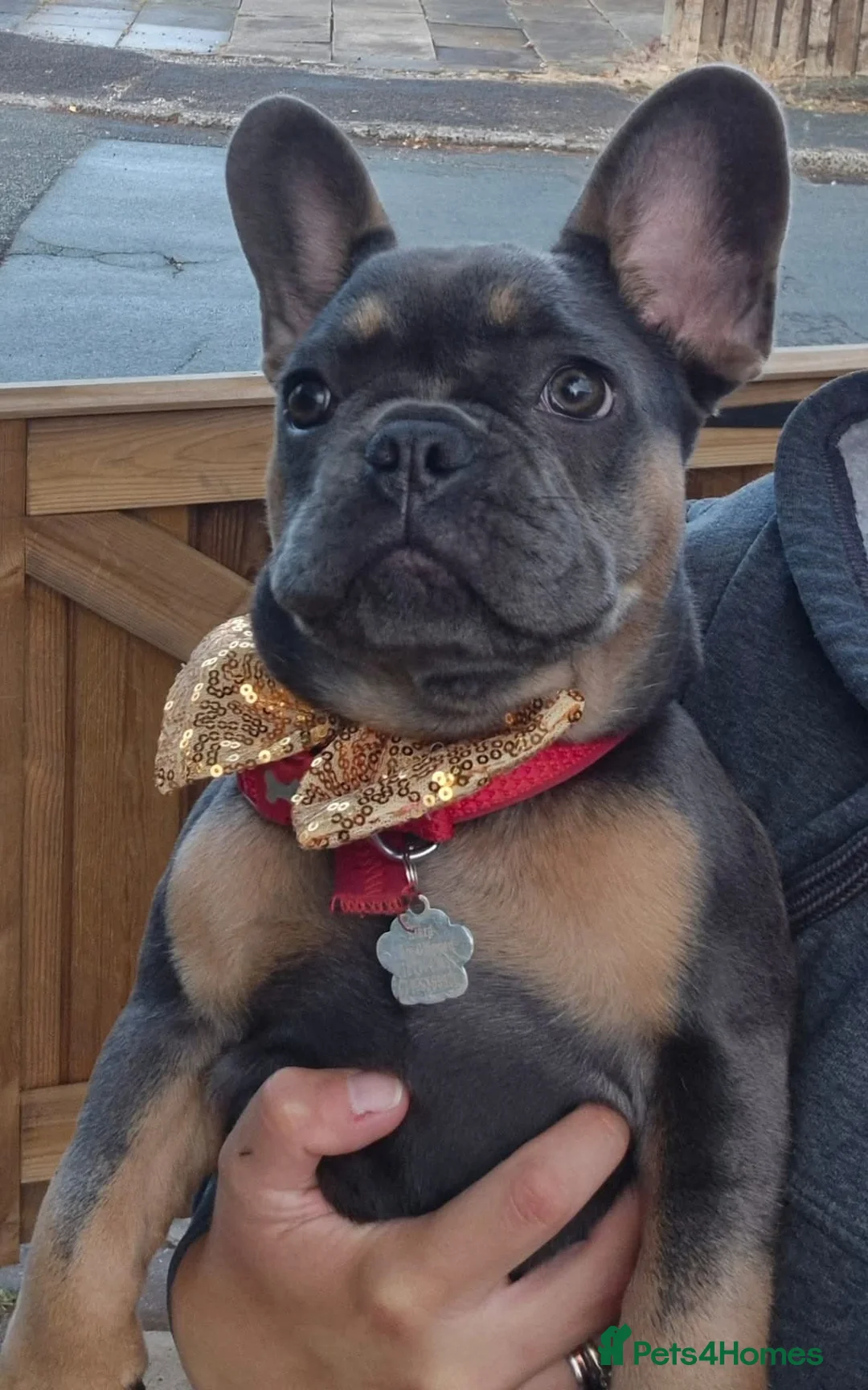 French Bulldog dogs for sale: 10 month old female french bulldog puppy - Advert 1