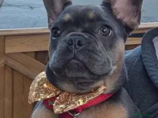 French Bulldog dogs 10 month old female french bulldog puppy - Advert 9