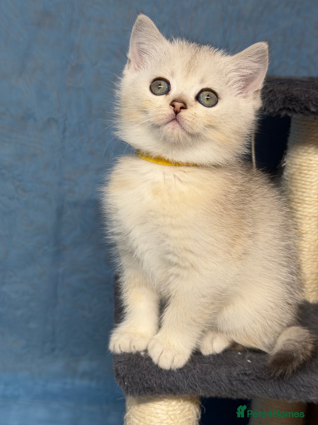 British Shorthair cats for sale: AdorableBritish shorthair silver/golden kitensTICA - Image 2
