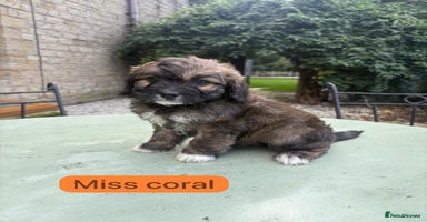 Mixed Breed dogs - Advert 4