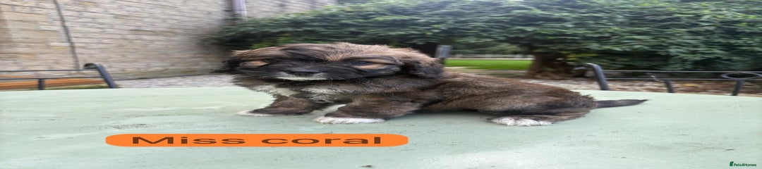 Miss Coral