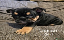 Mixed Breed dogs for sale: Tri English bulldog French mix (frenglish) - Image 20