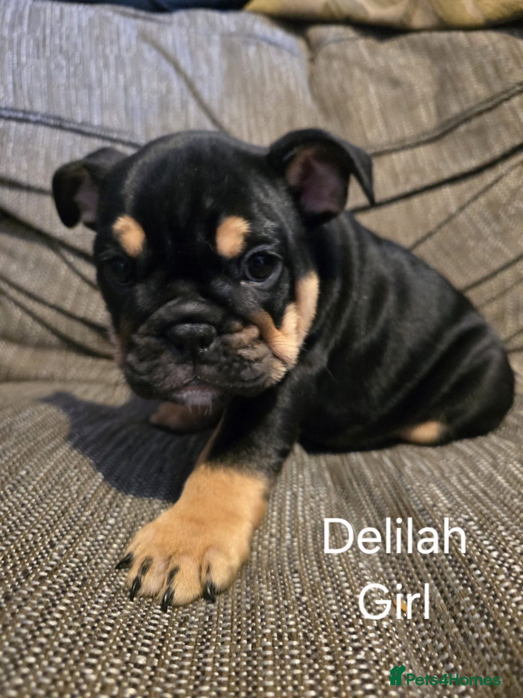 Mixed Breed dogs for sale: Tri English bulldog French mix (frenglish) - Image 20