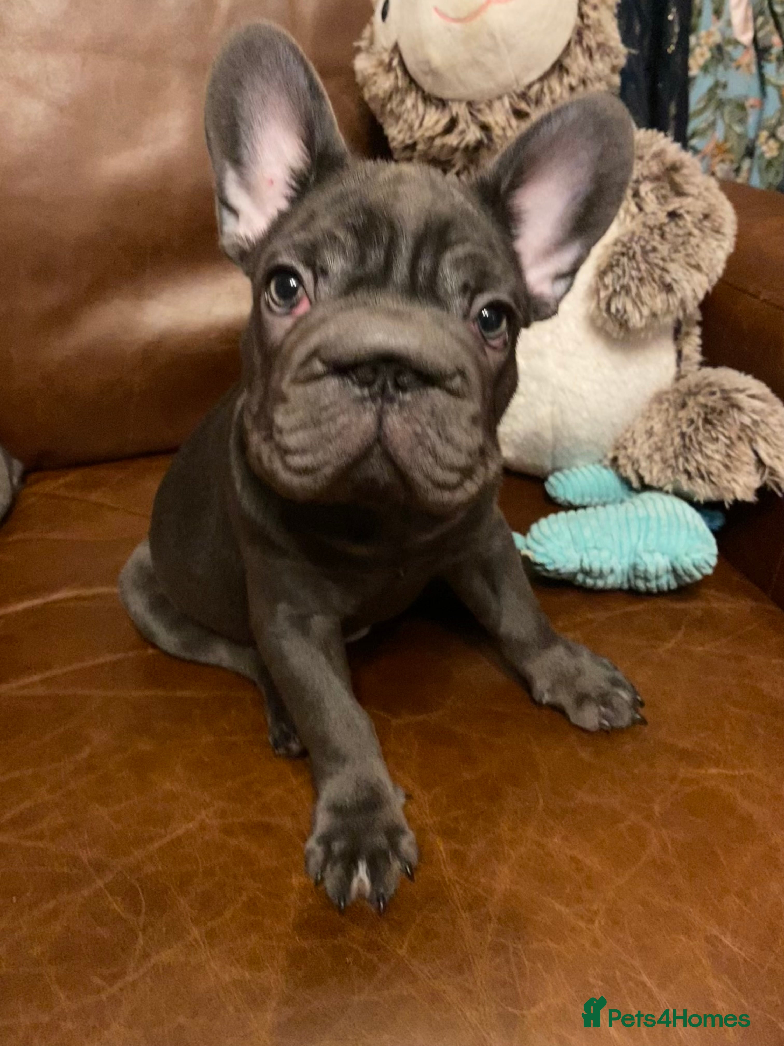 French Bulldog dogs KC registered French Bulldog Girl  & 1 Boys 🐶❤️ - Advert 20