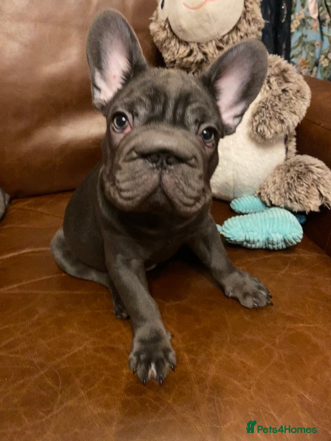 French Bulldog dogs for sale: French Bulldog 3 Boys and 3 girls  - Image 15
