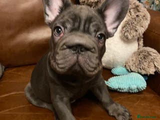 French Bulldog dogs KC registered French Bulldog Girl & 1 Boys 🐶❤️ - Advert 22