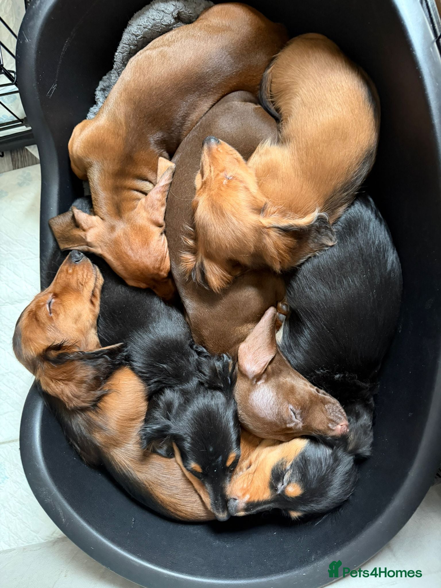 Miniature Dachshund dogs 4 BOYS ,Ready now 🩵🩵🩵🩵 - Advert 9