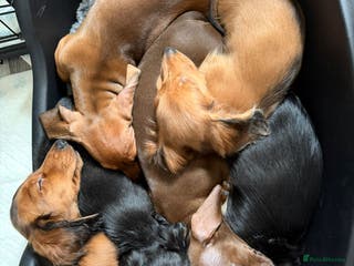 Miniature Dachshund dogs 4 BOYS ,Ready now 🩵🩵🩵🩵 - Advert 9