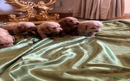 Cockapoo dogs for sale: F1 DNA Health Tested Cockapoos  - Image 10