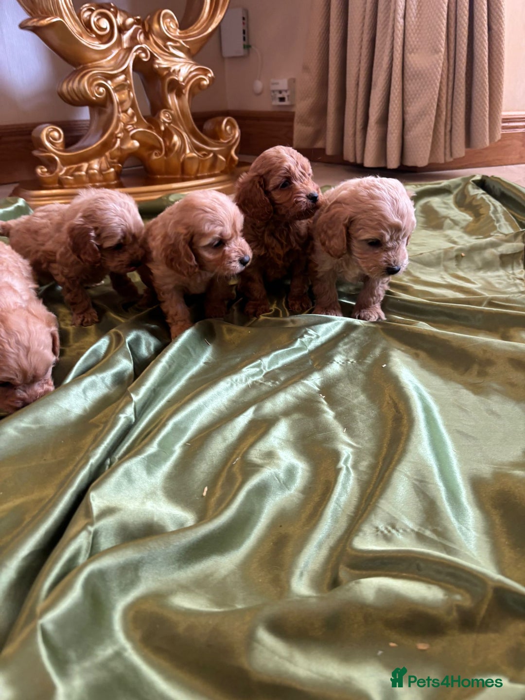 Cockapoo dogs for sale: F1 DNA Health Tested Cockapoos  - Image 10