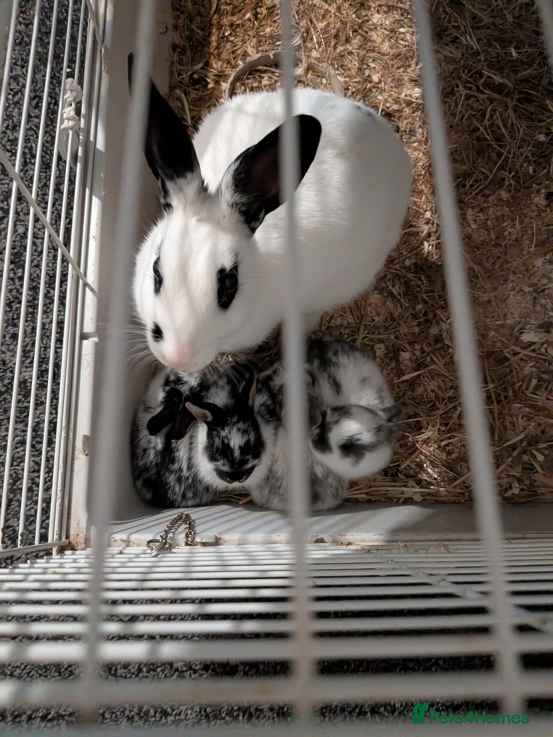 Mixed Breed rabbits for sale: Baby rabbits  - Advert 7