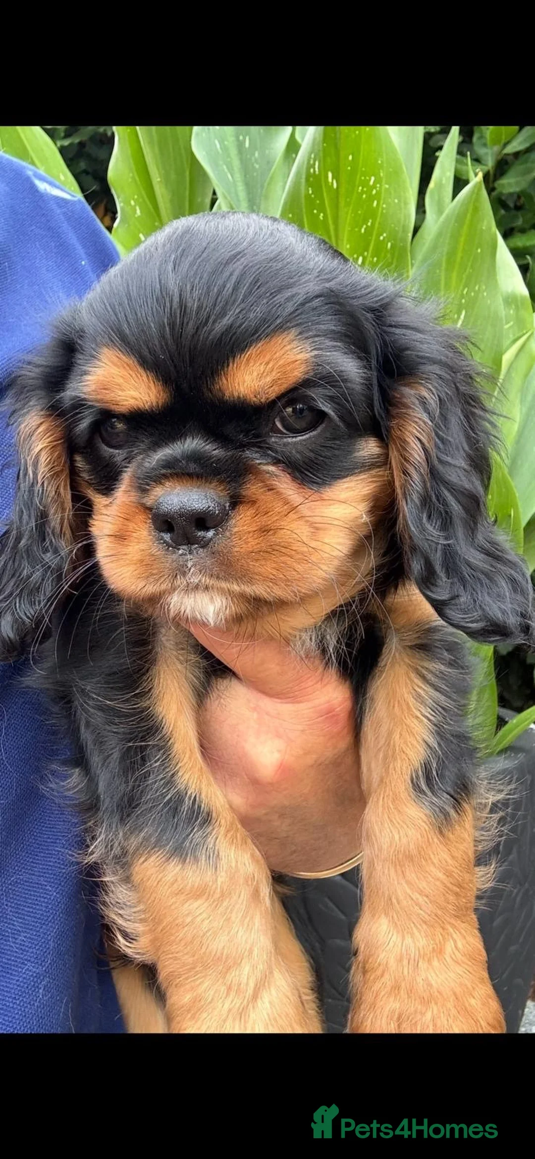 Mixed Breed dogs for sale: King Charles Cavalier Puppies Ready Now in Newark - Advert 2