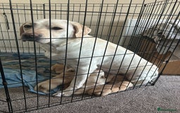 Labrador Retriever dogs for sale: Ronnie  - Image 3