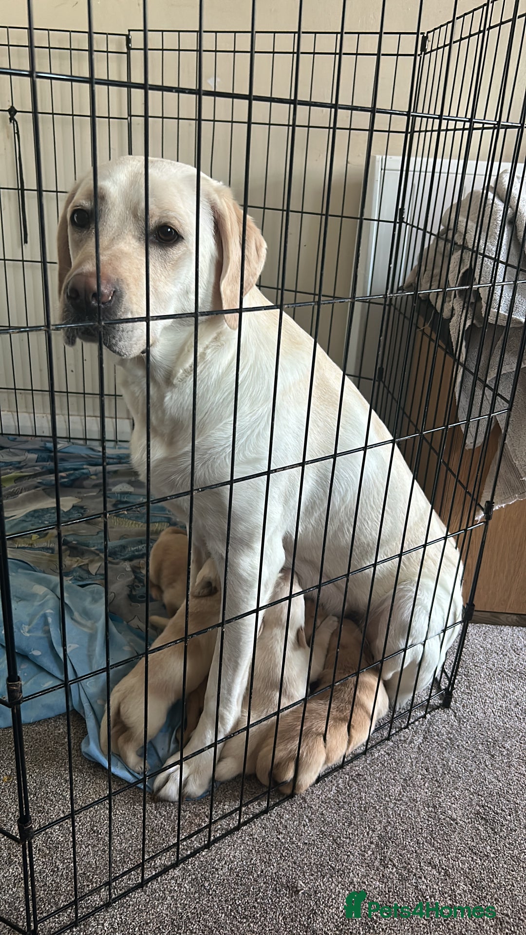 Labrador Retriever dogs for sale: Ronnie  - Image 3