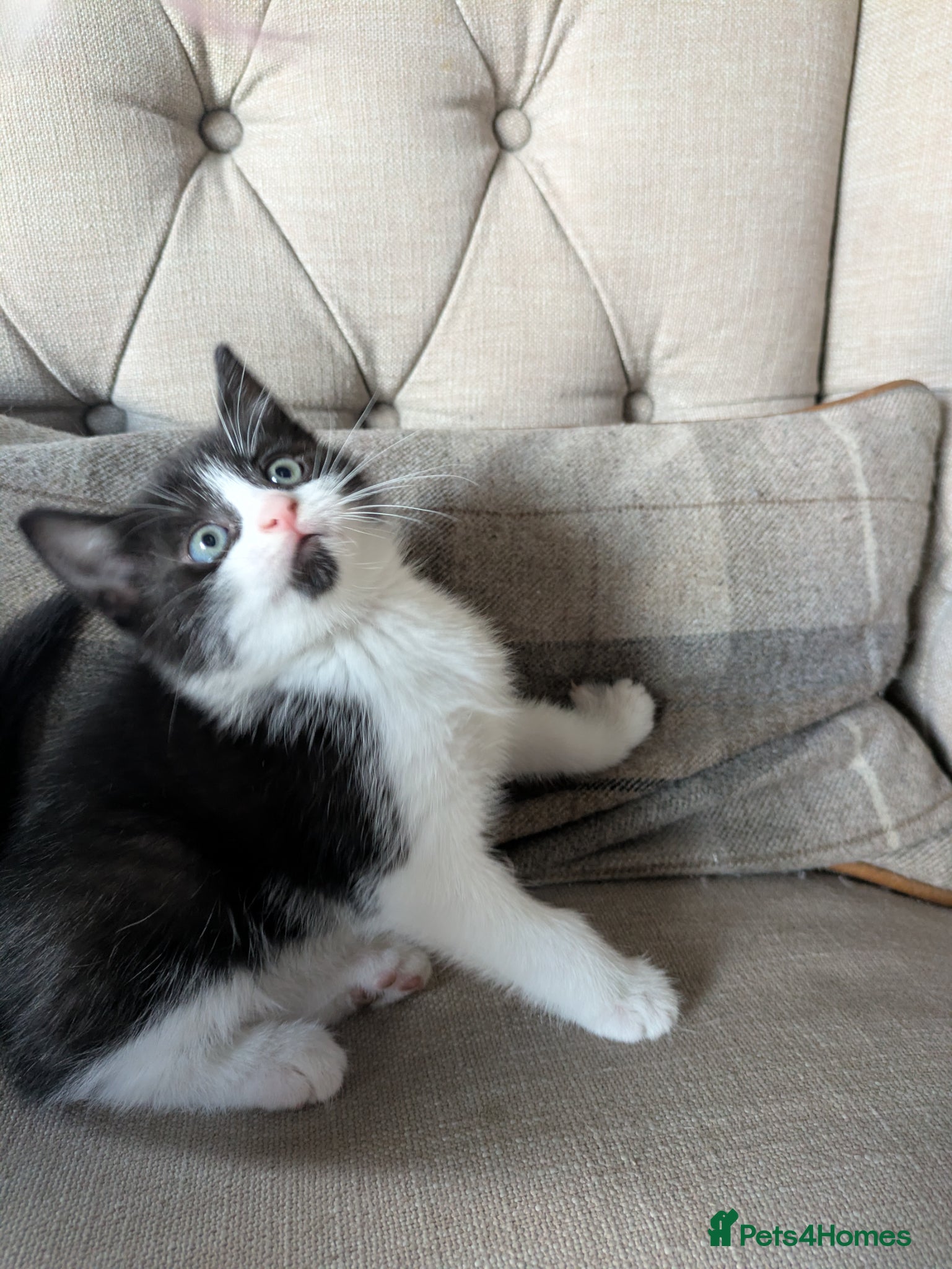 Mixed Breed cats Pixie and Pudding ready to leave  - Advert 3