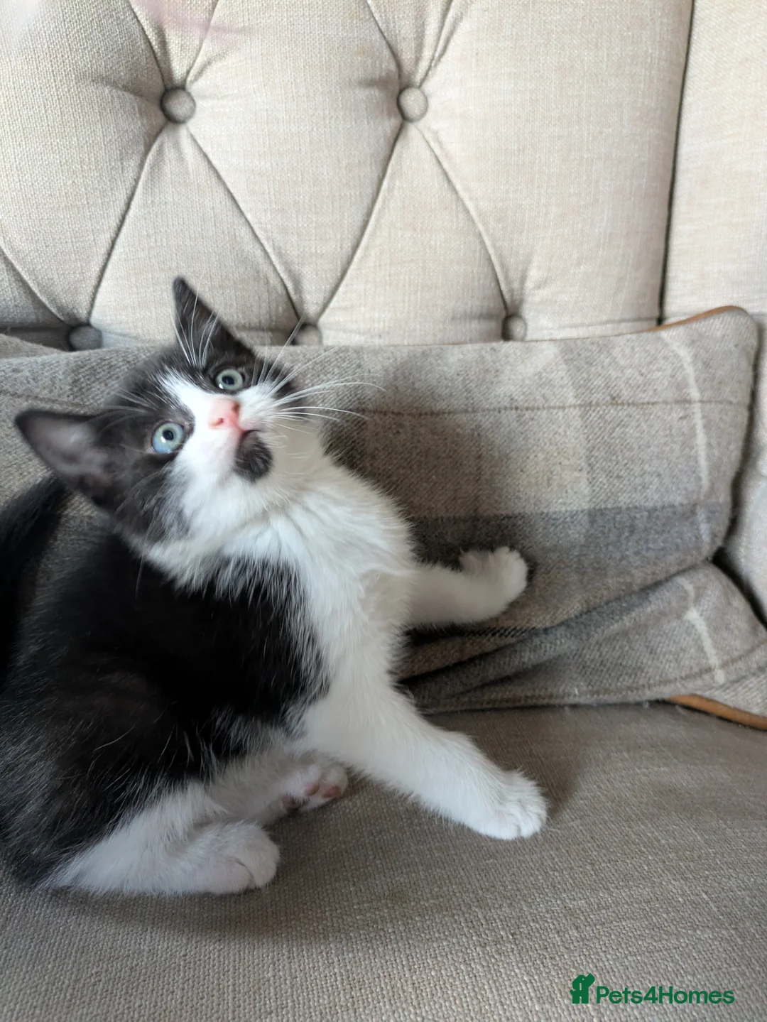 Mixed Breed cats for sale: Pixie and Pudding ready to leave  - Advert 1