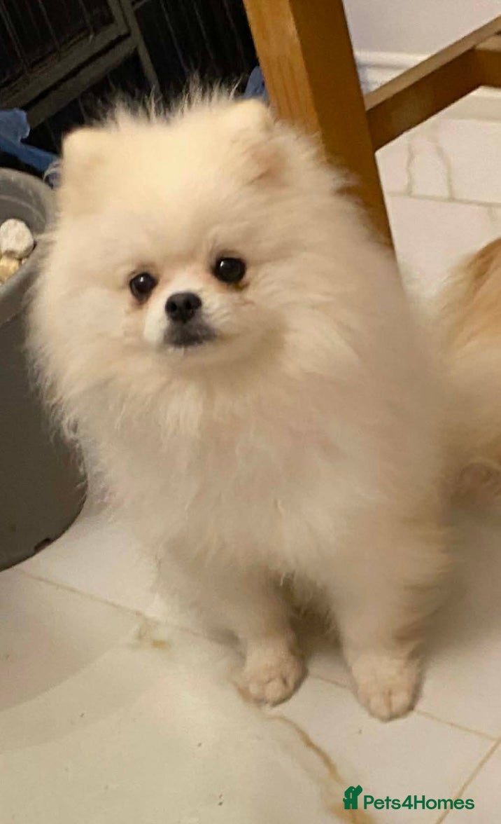 Pomeranian dogs for sale: Pure Pomeranian Puppies READY TO GO… - Advert 5