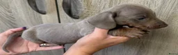 Dachshund dogs for sale: Miniature dachshunds - Advert 10