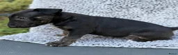 English Bull Terrier dogs for sale: Champion Bloodline English Bull Terrier Puppies - Advert 34
