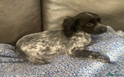 Cocker Spaniel dogs for sale: Beautiful cocker spaniel pups  - Image 1
