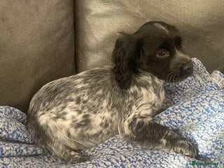 Cocker Spaniel dogs - Advert 1