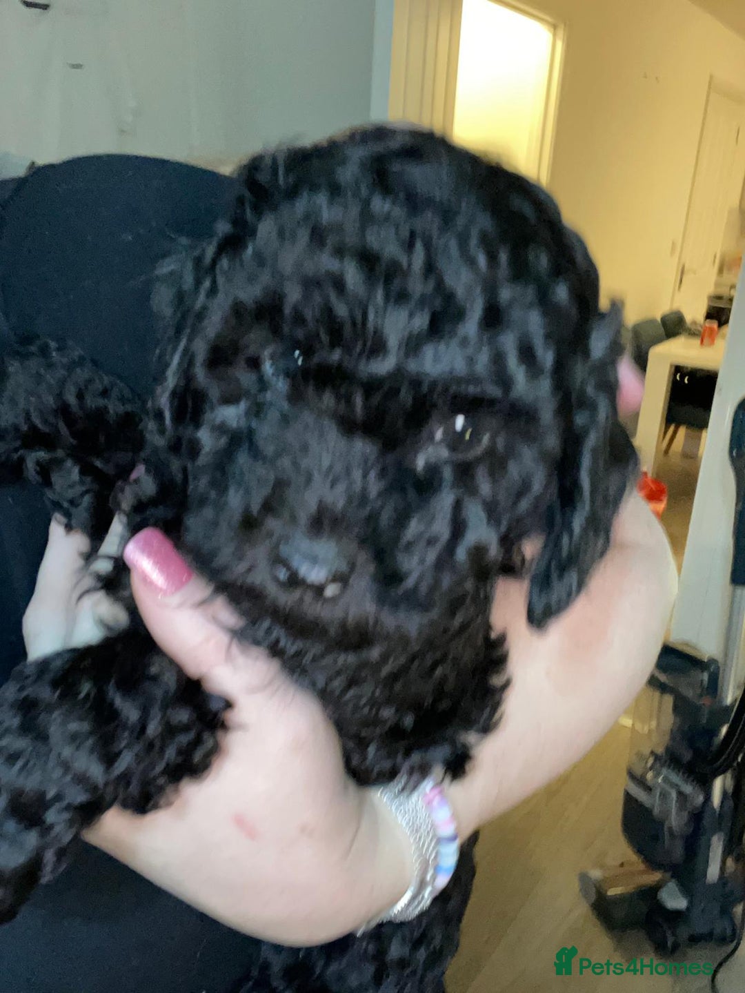Cavapoochon dogs for sale: 6 cavapooschon puppies ready to go 18th January  - Advert 5