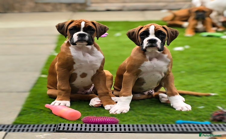 Boxer dogs - Advert 1