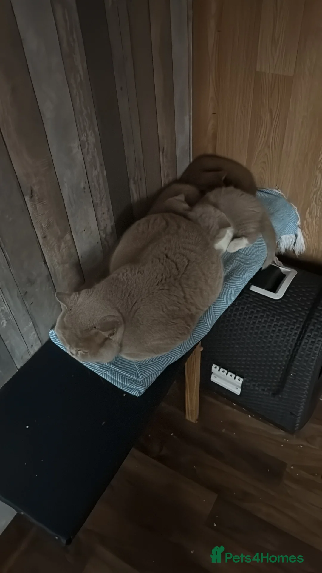 British Shorthair cats for stud: Lilac gccf stud blood group Ab in Birmingham - Advert 11