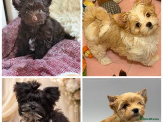 Yorkshire Terrier dogs Pedigree Puppies Colorful Yorkshire Terrier - Advert 3