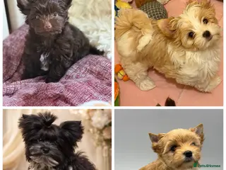 Yorkshire Terrier dogs Adorable Pedigree Puppies Exotic YT - Advert 2