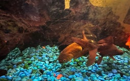 Fancy Goldfish fish for sale: 4 Fancy Goldfish  - Image 2