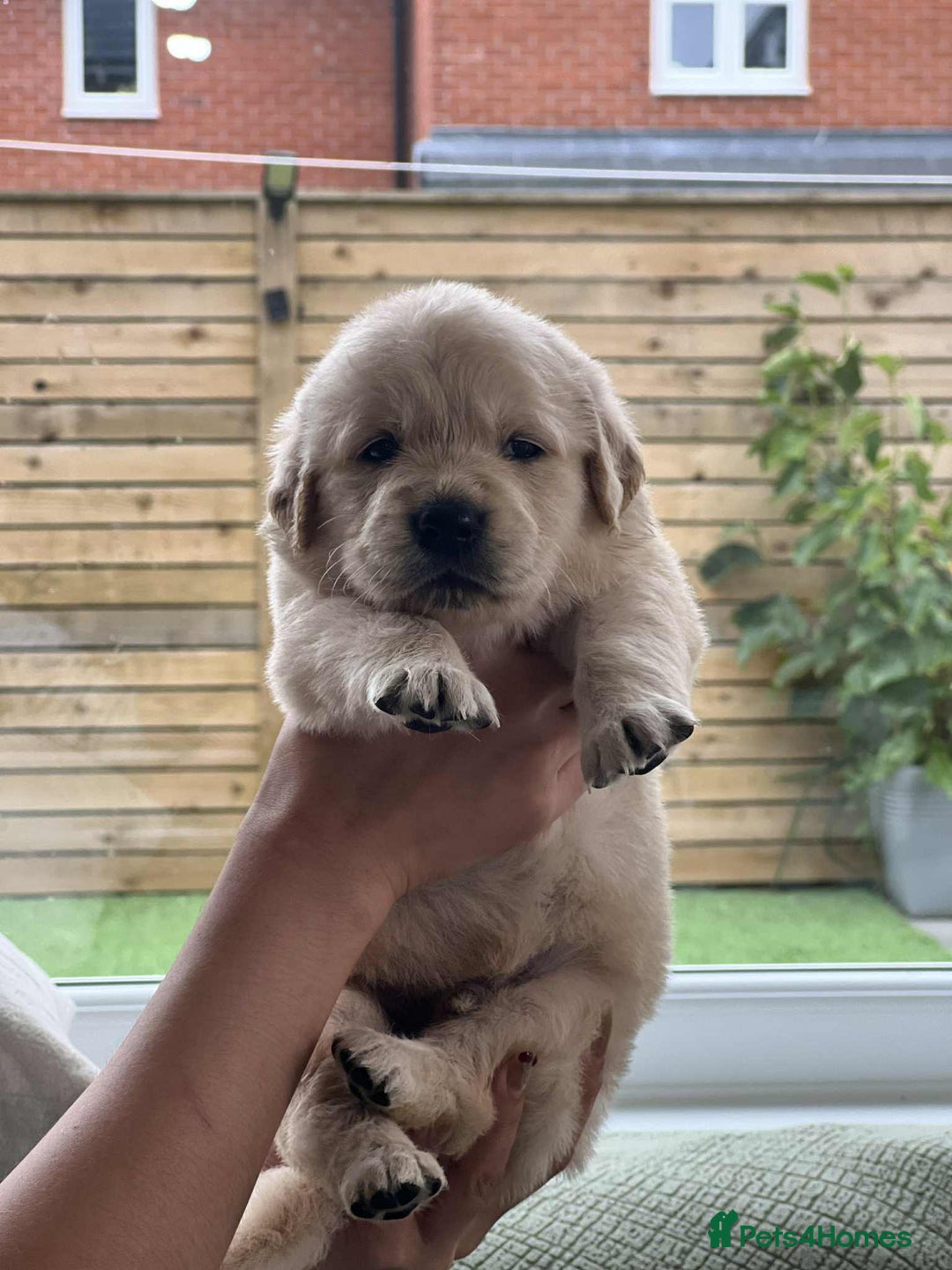 Golden Retriever dogs for sale: Golden Retriever Puppies. Health tested parents. - Image 12