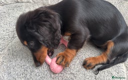 Dachshund dogs for sale: Stunning miniature long haired dachshund puppy  - Image 2