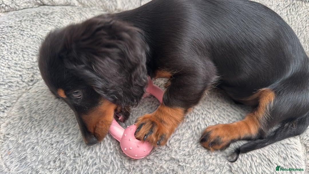 Dachshund dogs for sale: Stunning miniature long haired dachshund puppy  - Image 2