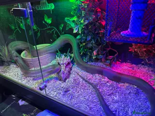 Python Snake reptiles Olive python male - Advert 2