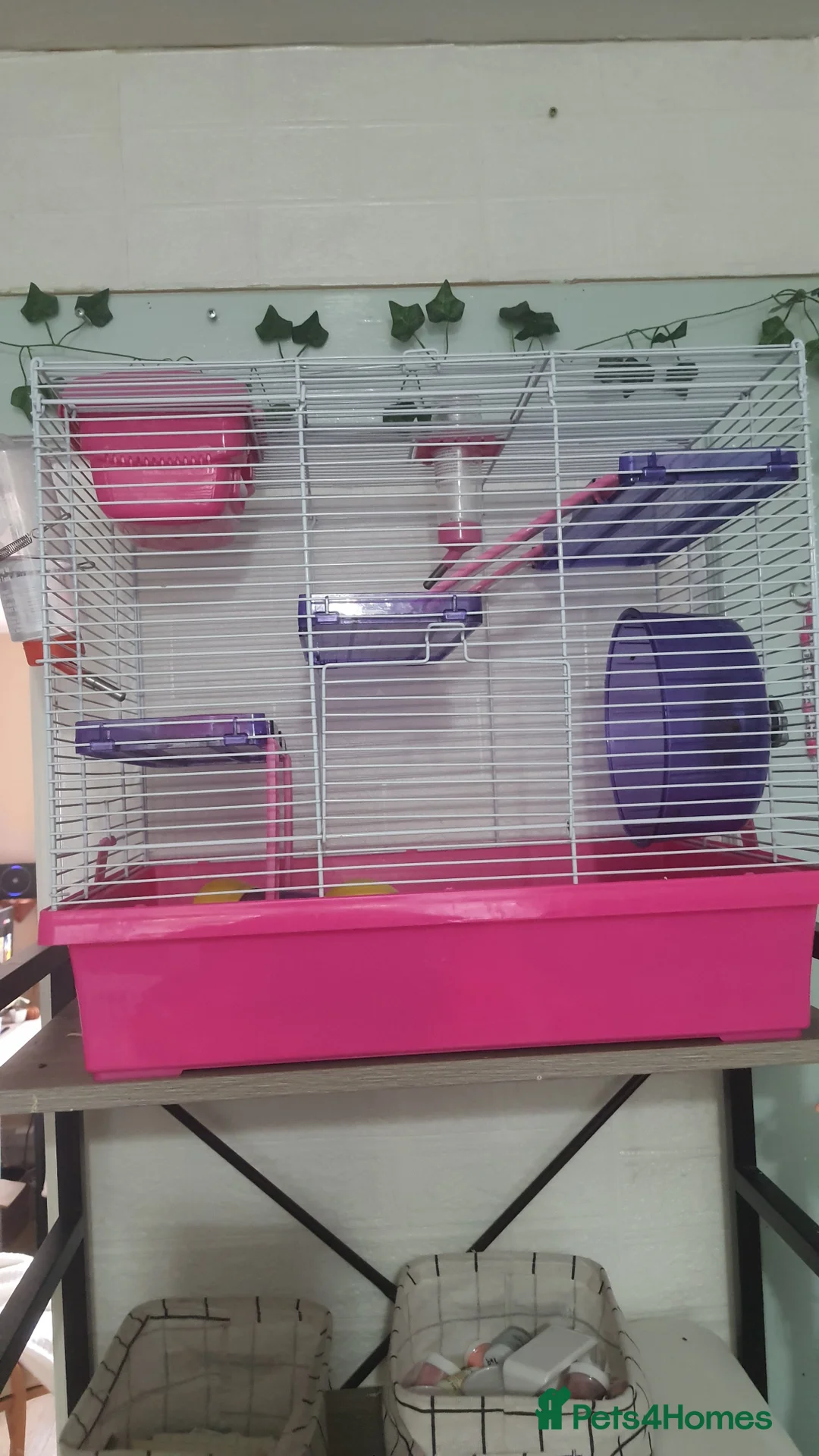 Mouse rodents for sale: Male mouse and cage for sale  - Advert 4