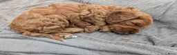 Cockapoo dogs for sale: *ONLY ONE BOY LEFT* Red Cockapoos - Advert 28