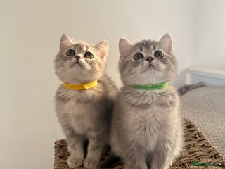 British Shorthair cats ⭐️3 TICA registered British Shorthair kittens⭐️ - Advert 3