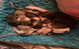 Rat rodents for sale: Rats looking for 5* homes only  - Image 13