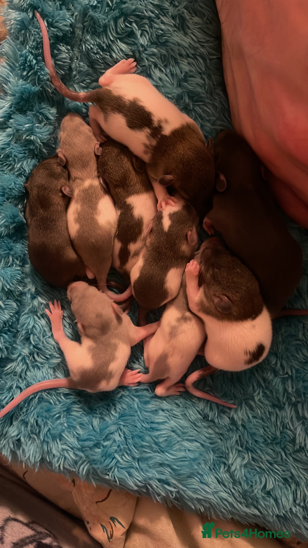 Rat rodents for sale: Rats looking for 5* homes only  - Image 13