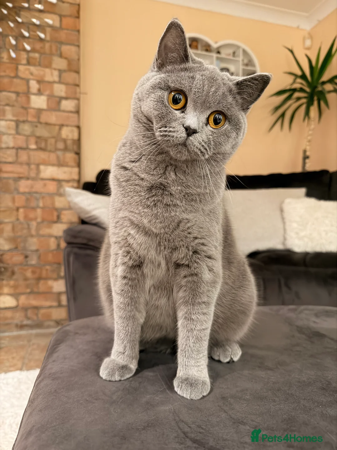 British Shorthair cats for sale: British Shorthair Kittens – Blue & Lilac Lines - Advert 5