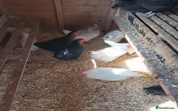 Chickens poultry for sale: POL Hybred Pullets  - Image 2